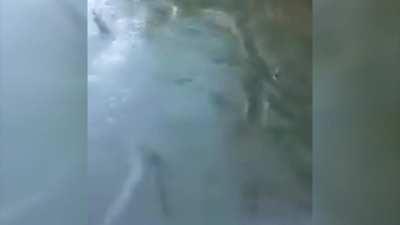 Resumo das lives de crash