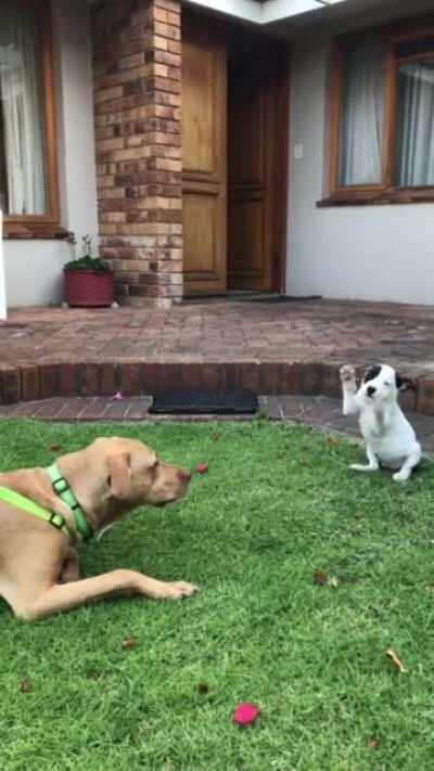 Someone has a new friend