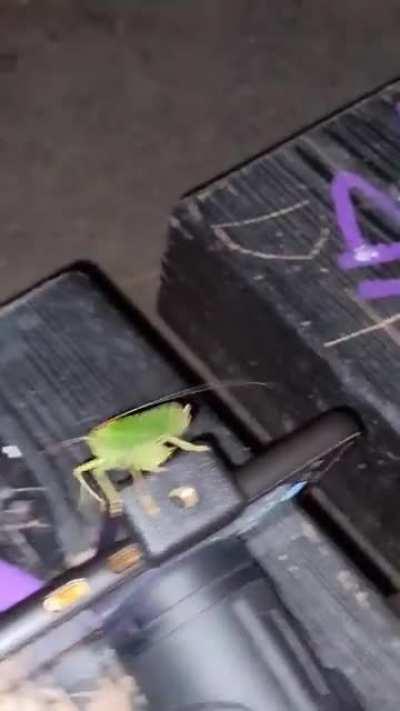 Just wanted the grasshopper off my camera and hit my phone instead