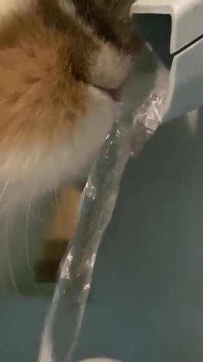 Thought y’all would like to see Bernie drinking from his fountain :)