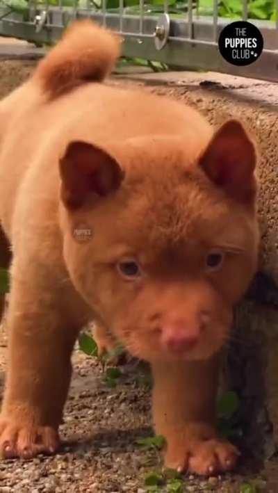 I don't know this is Cat or Dog.