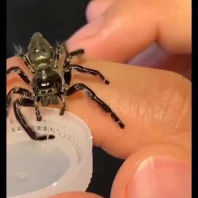 Паук пьёт воду лапкой.