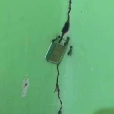 Ants trying to snatch the SIM card, but who were they going to call anyway?