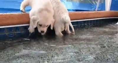 Cute puppies swim for the first time