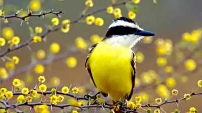 Esse meme só melhora!