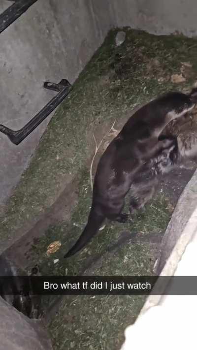 An otter attacks a raccoon 