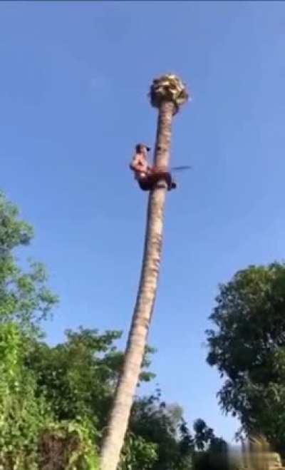 Cutting a palm tree