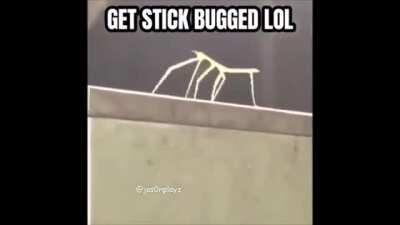 I found this Astolfo meme, not sure if posted here...