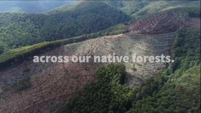 This is Warburton. Forty MCG fields of native forest lost to logging.