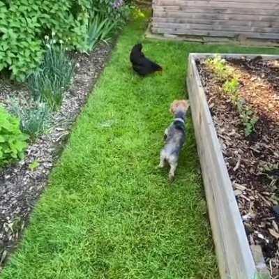 Homie the Yorkie meets Simone the chicken!