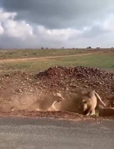 Lioness fiercely protects her little cubs from a curious young lion