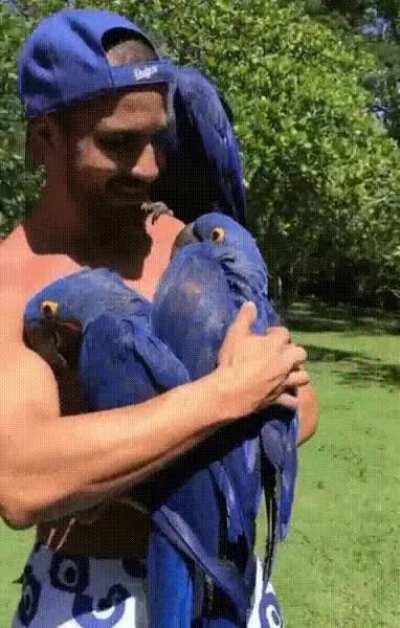 Parrots consider this guy with a blue hat as one of their own