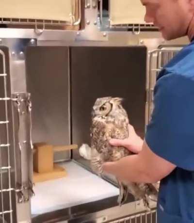 How to put your owl back in his cage after he wakes up from his anesthesia