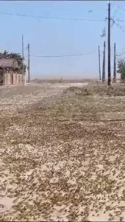 🔥 Kazakhstan is having a *tiny* bit of a bug problem today