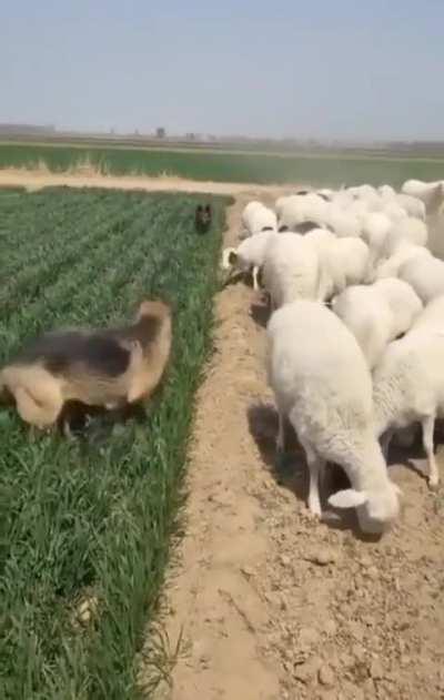 Dogs are protecting grass