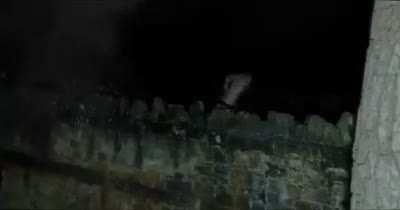 Do you know there is a species of Frogs who can jump 10 times their Height