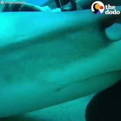 thats a lot of sharks...