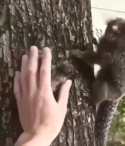 Man takes a Lion tamarin to his mother.