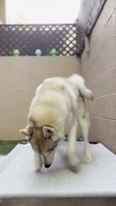 Does anyone else have one of these fun trampolines? 😂 (no he doesn’t need more exercise he’s just crazy)
