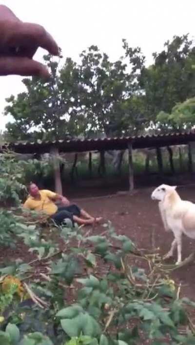 goats don't like doggy style...