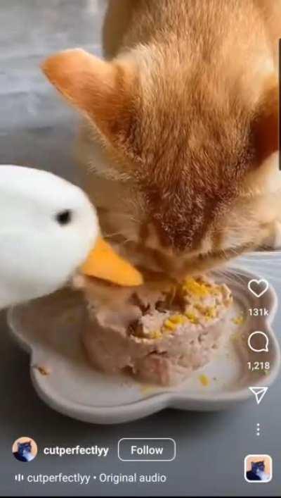 Uninvited dinner guest