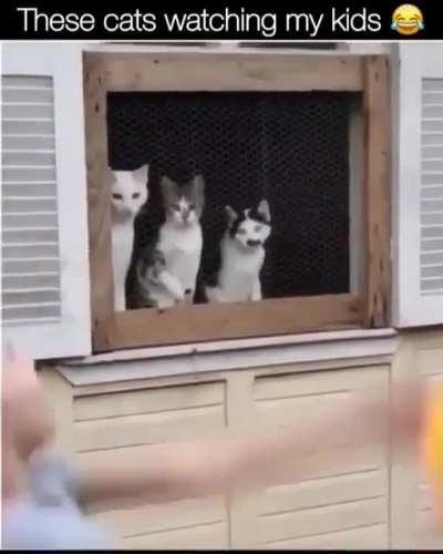 perfectly synced Cats!