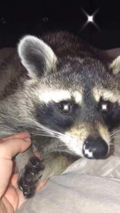 This sub needs more raccoon grabbies imo