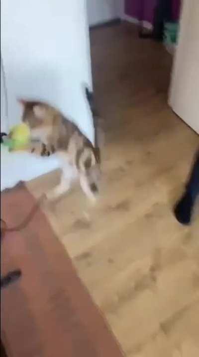 My boyfriend's cat loves to play 🤭