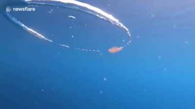 jellyfish coming too close to air ring
