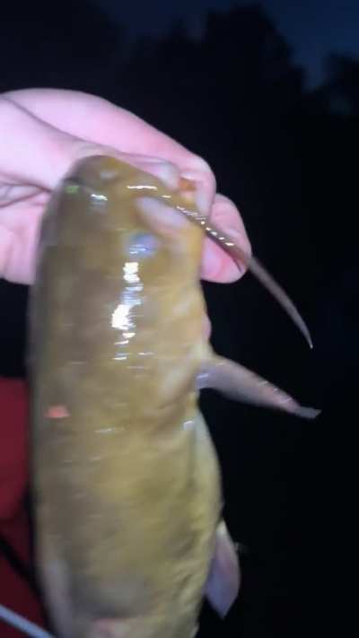 Yellow bullhead caught night fishing