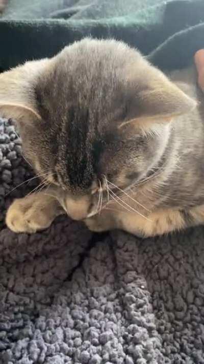 So delighted to find this sub :) here’s mine, his name is Pip (squeak)