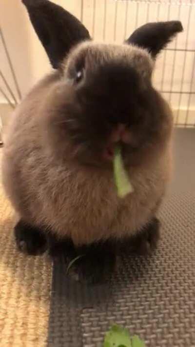 Herbie crushes some parsley