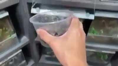 Just a man feeding his pets