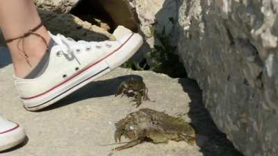 Crawdads crushed under converse sneakers