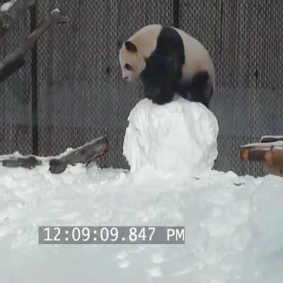 How are there any pandas left?