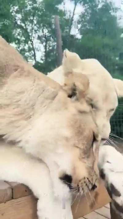 Morning boops for the big cats