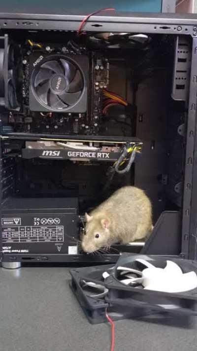 Not very tech savvy, but he sure is cute