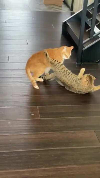 They usually get along great, but sometimes even siblings fight (Loud Sound Warning)