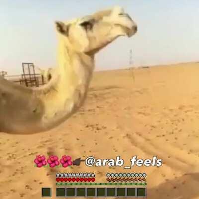 funny camel eat sand