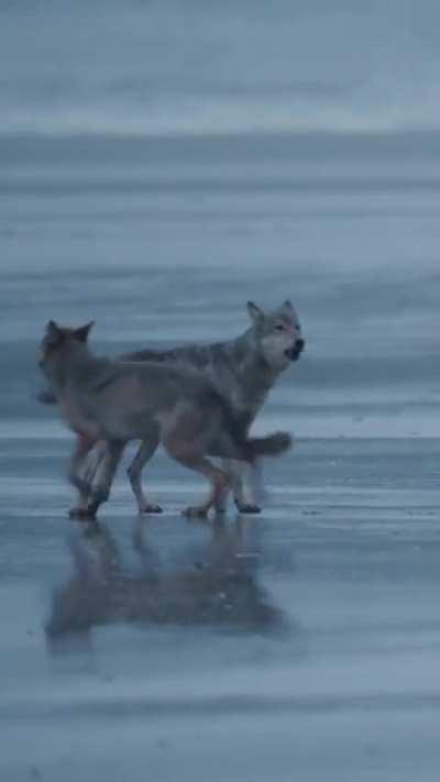 Coastal wolves of B.C.live on the edges of the ocean they swim between islands at times of low tide and are considered distinct from other types of wolves.They live on & love seafood while foraging up something that washes up on the beach.Credit: @pau