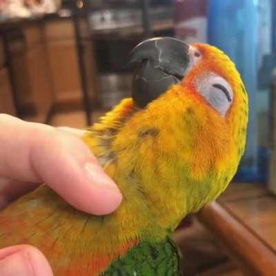 Gremlin gets pretty sassy when he’s sleepy.