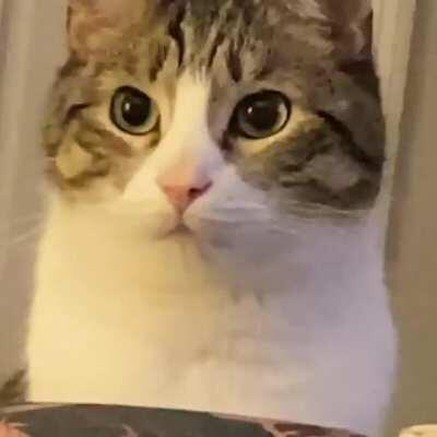 He's on a diet but he pretends to eat what his owner is eating