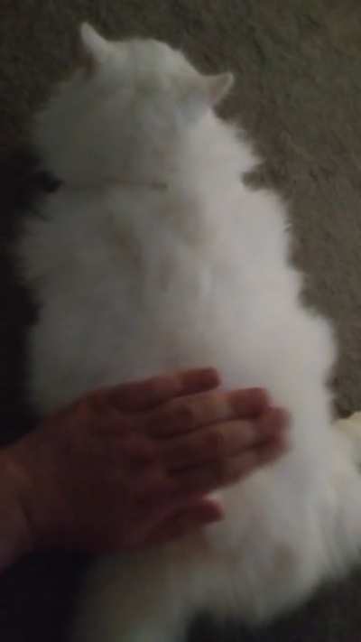 My white furry cat bongo