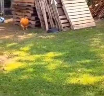 Straight up out of a cartoon.