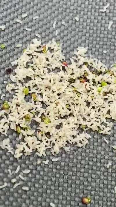 Found on lawn chair in Midwest USA. Appeared over night.