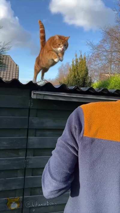 Ed the cat jumps from shed onto my shoulder!