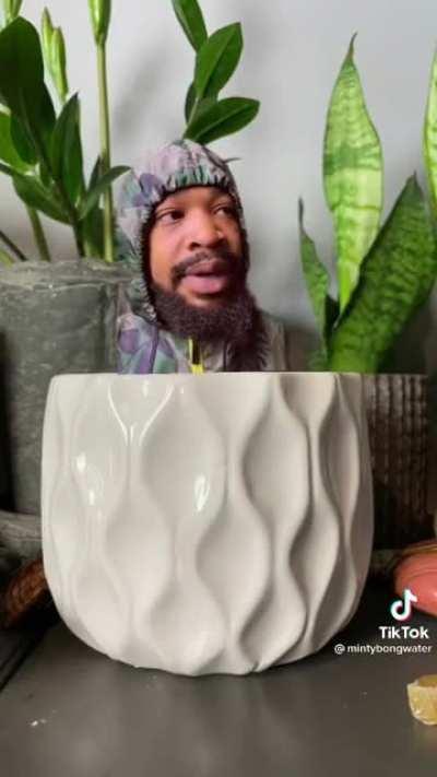 How house plants be like