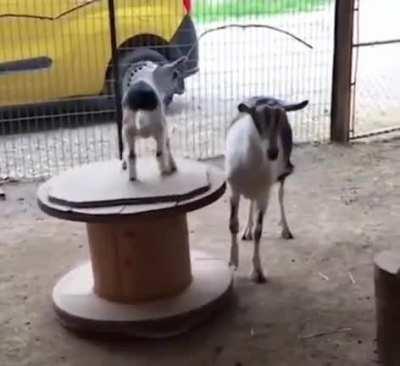 Some goats enjoying a ride.