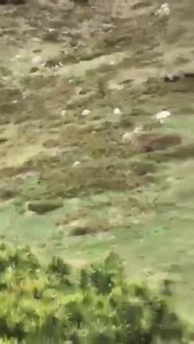Brown bear sneaks up on kid who actually does an amazing job at staying calm thanks to dad's help.