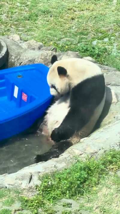Panda sunbathing